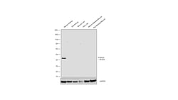 Invitrogen Podocin Recombinant Rabbit Monoclonal Antibody (2O10G3) 100