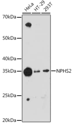 Invitrogen Podocin Recombinant Rabbit Monoclonal Antibody (2O10G3) 100