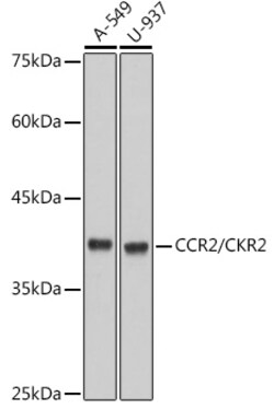 Invitrogen CCR2 Recombinant Rabbit Monoclonal Antibody (10L1L6) 100 &mu;L;
