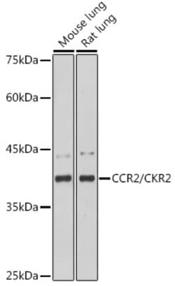 Invitrogen CCR2 Recombinant Rabbit Monoclonal Antibody (10L1L6) 100 &mu;L;