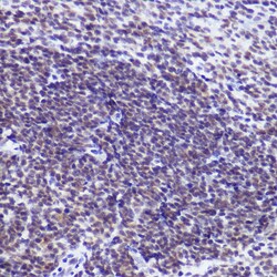 Invitrogen USP39 Recombinant Rabbit Monoclonal Antibody (1S9R9) 100 &mu;L;
