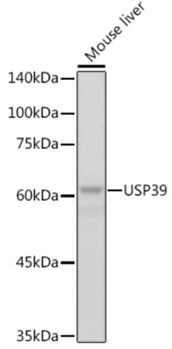 Invitrogen USP39 Recombinant Rabbit Monoclonal Antibody (1S9R9) 100 &mu;L;