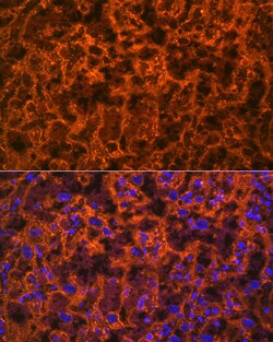 Invitrogen PGF Recombinant Rabbit Monoclonal Antibody (6N4V2) 100 &mu;L;