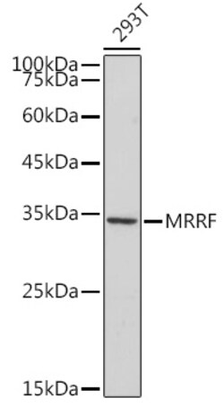 MRRF Recombinant Rabbit Monoclonal Antibody (1T5W1), Invitrogen&trade;