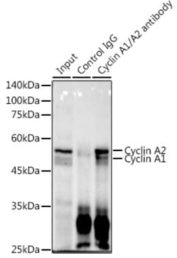 Invitrogen Cyclin A1/A2 Recombinant Rabbit Monoclonal Antibody (10O1C8) 100 &mu;L | Buy Online | Invitrogen&trade; | Fisher Scientific