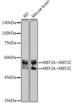 Invitrogen MEF2A/MEF2C Recombinant Rabbit Monoclonal Antibody (10I9G9)
