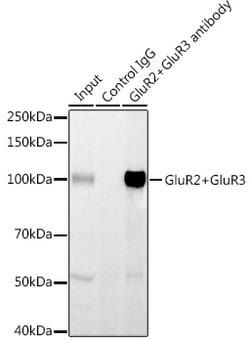 Invitrogen GluR2/GluR3 Recombinant Rabbit Monoclonal Antibody (4K7G5) 100
