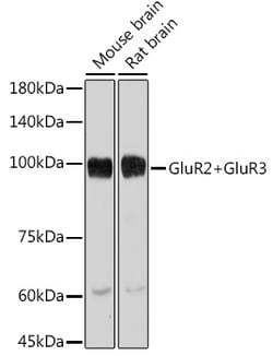 Invitrogen GluR2/GluR3 Recombinant Rabbit Monoclonal Antibody (4K7G5) 100