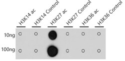 Invitrogen H3K27ac Recombinant Rabbit Monoclonal Antibody (2V10N10) 100