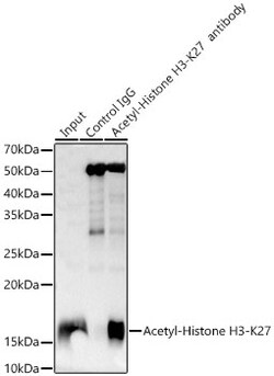 Invitrogen H3K27ac Recombinant Rabbit Monoclonal Antibody (2V10N10) 100