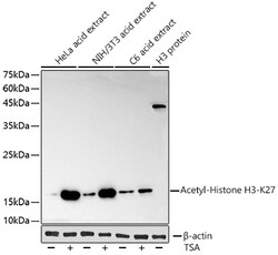 Invitrogen H3K27ac Recombinant Rabbit Monoclonal Antibody (2V10N10) 100