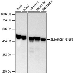 Invitrogen SMARCB1 Recombinant Rabbit Monoclonal Antibody (9A9G0) 100 &mu;L;