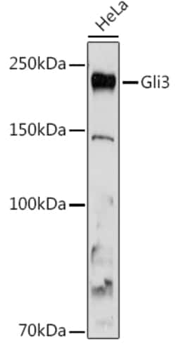 Invitrogen GLI3 Recombinant Rabbit Monoclonal Antibody (8B1E2) 100 &mu;L | Buy Online | Invitrogen&trade; | Fisher Scientific