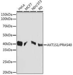 Invitrogen PRAS40 Recombinant Rabbit Monoclonal Antibody (2Y8Y3) 100 &mu;L;