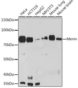 Invitrogen Menin Recombinant Rabbit Monoclonal Antibody (5M7L9) 100 &mu;L;
