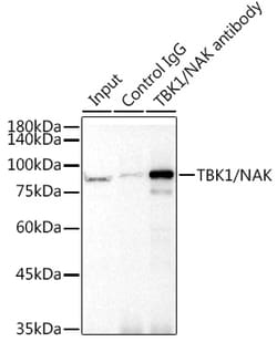 Invitrogen TBK1 Recombinant Rabbit Monoclonal Antibody (4G6C7) 100 &mu;L;