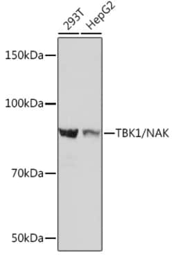 Invitrogen TBK1 Recombinant Rabbit Monoclonal Antibody (4G6C7) 100 &mu;L;