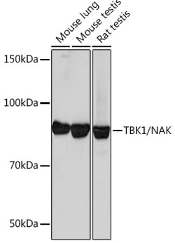 Invitrogen TBK1 Recombinant Rabbit Monoclonal Antibody (4G6C7) 100 &mu;L;