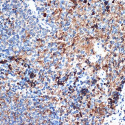Invitrogen CRMP5 Recombinant Rabbit Monoclonal Antibody (5L4S8) 100 &mu;L;