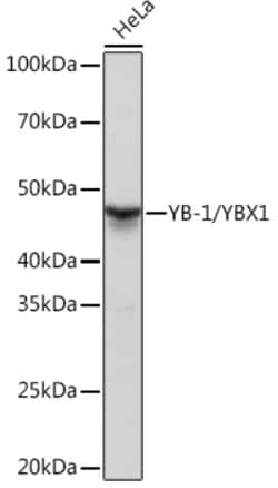 Invitrogen YBX1 Recombinant Rabbit Monoclonal Antibody (9J7M4) 100 &mu;L;