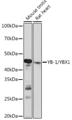 Invitrogen YBX1 Recombinant Rabbit Monoclonal Antibody (9J7M4) 100 &mu;L;