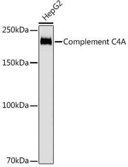 Invitrogen Complement C4a Recombinant Rabbit Monoclonal Antibody (4C3F2) 100 &mu;L | Buy Online | Invitrogen&trade; | Fisher Scientific