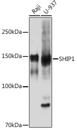 Invitrogen SHIP1 Recombinant Rabbit Monoclonal Antibody (2F8U0) 100 &mu;L;