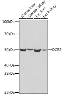 Invitrogen CD264 (TRAIL-R4) Recombinant Rabbit Monoclonal Antibody (10Y1N4)