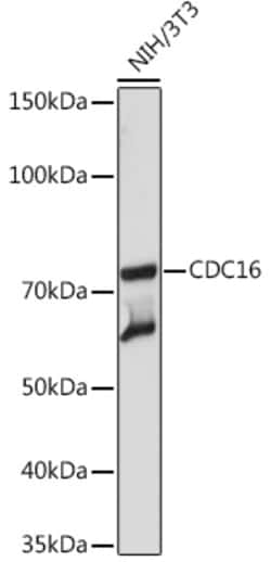 Invitrogen APC6 Recombinant Rabbit Monoclonal Antibody (7Y1Y10) 100 &mu;L;