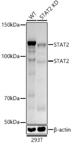 Invitrogen STAT2 Recombinant Rabbit Monoclonal Antibody (4A5P8) 100 &mu;L;