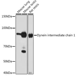 Invitrogen DNAI1 Recombinant Rabbit Monoclonal Antibody (4Y6Q1) 100 &mu;L;