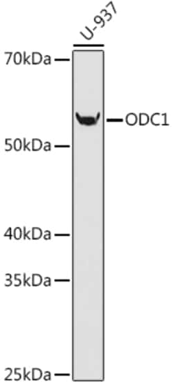 Invitrogen ODC1 Recombinant Rabbit Monoclonal Antibody (5R7V10) 100 &mu;L | Buy Online | Invitrogen&trade; | Fisher Scientific