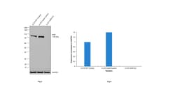 Invitrogen AHR Recombinant Rabbit Monoclonal Antibody (1B10E5) 100 &mu;L;