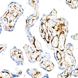 Invitrogen MYH11 Recombinant Rabbit Monoclonal Antibody (0O4O4) 100 &mu;L;