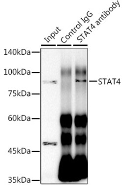Invitrogen STAT4 Recombinant Rabbit Monoclonal Antibody (10H10O9) 100 &mu;L | Buy Online | Invitrogen&trade; | Fisher Scientific