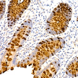 Invitrogen TFF3 Recombinant Rabbit Monoclonal Antibody (7X6O2) 100 &mu;L;