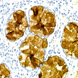 Invitrogen TFF3 Recombinant Rabbit Monoclonal Antibody (7X6O2) 100 &mu;L;