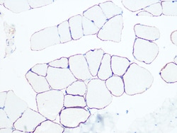 Invitrogen Dystrophin Recombinant Rabbit Monoclonal Antibody (10G10K7)