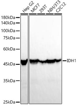 Invitrogen IDH1 Recombinant Rabbit Monoclonal Antibody (5S2U7) 100 &mu;L;