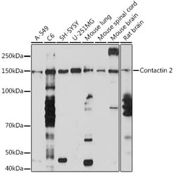 Invitrogen Contactin 2 Recombinant Rabbit Monoclonal Antibody (4R2S3) 100