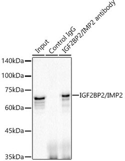 Invitrogen IGF2BP2 Recombinant Rabbit Monoclonal Antibody (2O3W8) 100 &mu;L;