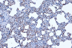Invitrogen JunD Recombinant Rabbit Monoclonal Antibody (2D5A1) 100 &mu;L;