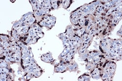 Invitrogen JunD Recombinant Rabbit Monoclonal Antibody (2D5A1) 100 &mu;L;