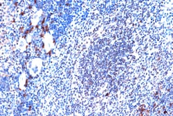 Invitrogen JunD Recombinant Rabbit Monoclonal Antibody (2D5A1) 100 &mu;L;