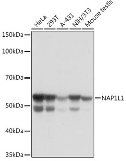 Invitrogen NAP1L1 Recombinant Rabbit Monoclonal Antibody (4W8B6) 100 &mu;L;