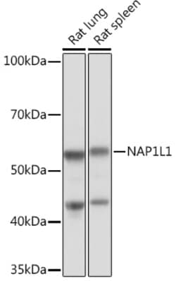 Invitrogen NAP1L1 Recombinant Rabbit Monoclonal Antibody (4W8B6) 100 &mu;L;