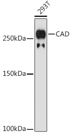 Invitrogen CAD Recombinant Rabbit Monoclonal Antibody (0O8D6) 100 &mu;L;