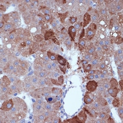 Invitrogen Cyclin B2 Recombinant Rabbit Monoclonal Antibody (1L9B9) 100