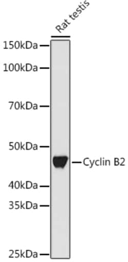Invitrogen Cyclin B2 Recombinant Rabbit Monoclonal Antibody (1L9B9) 100