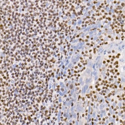 Invitrogen IKZF3 Recombinant Rabbit Monoclonal Antibody (4U7F9) 100 &mu;L;